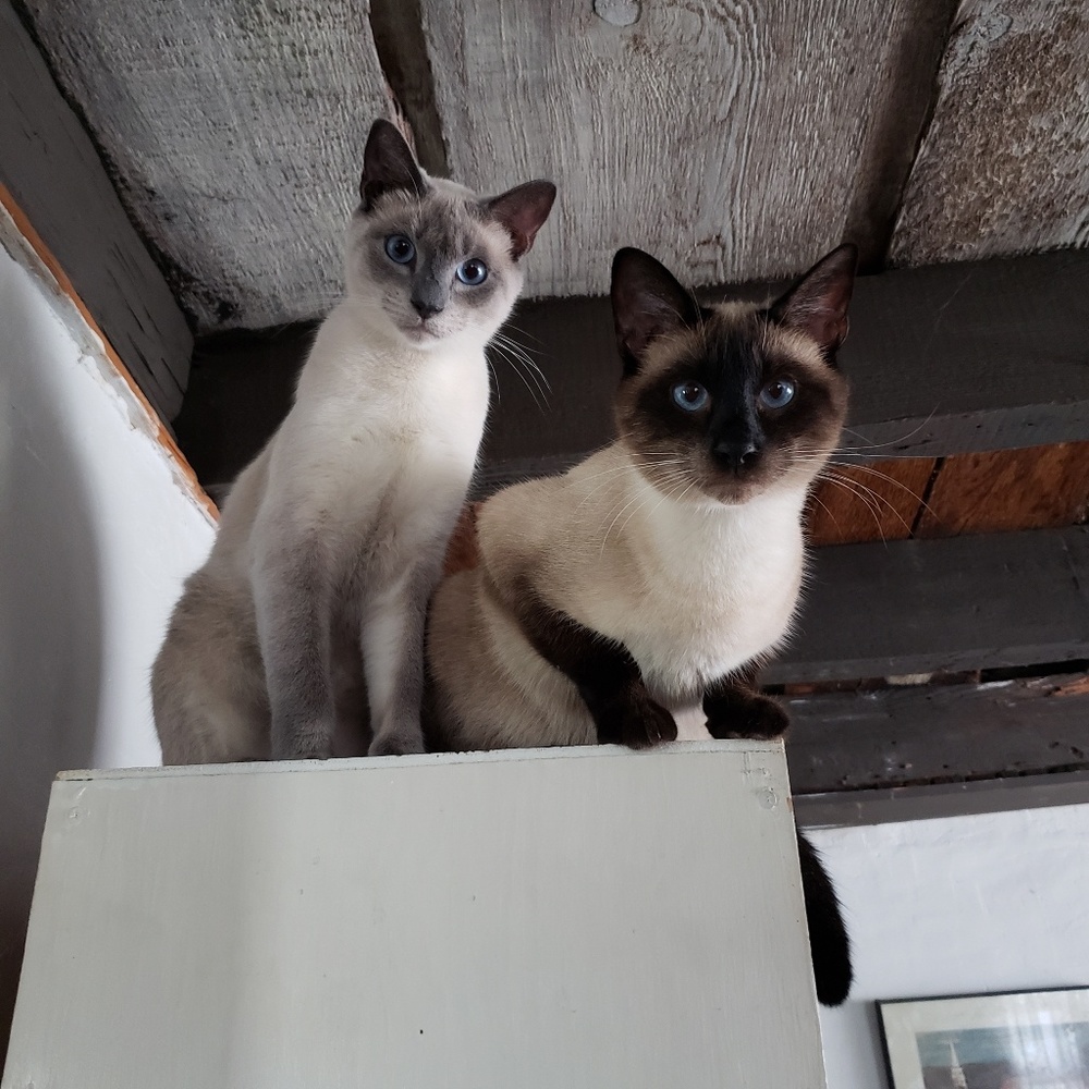 Meet your Posher, Chris